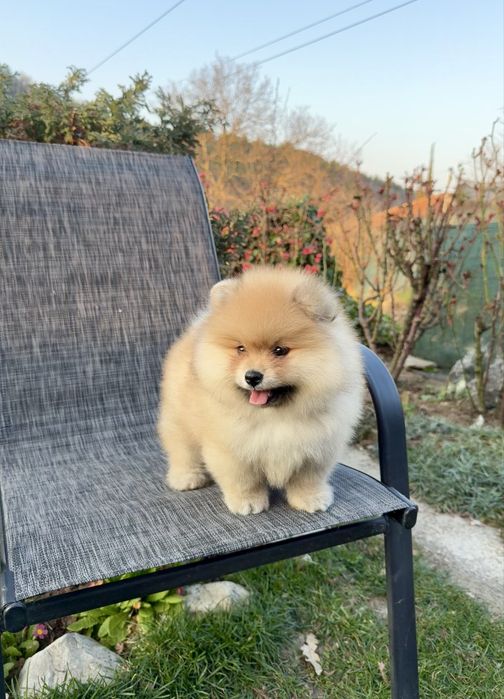 Померан момче със втора ваксина. Померанче