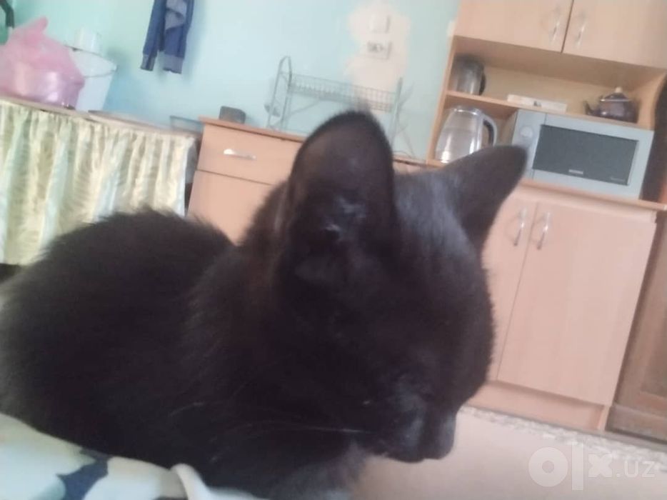 Срочно отдам в добрые руки!!!
