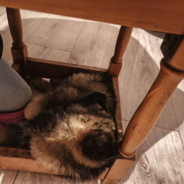 Отдам щенка в хорошие добрые руки