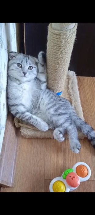 Продам котенка девочку
