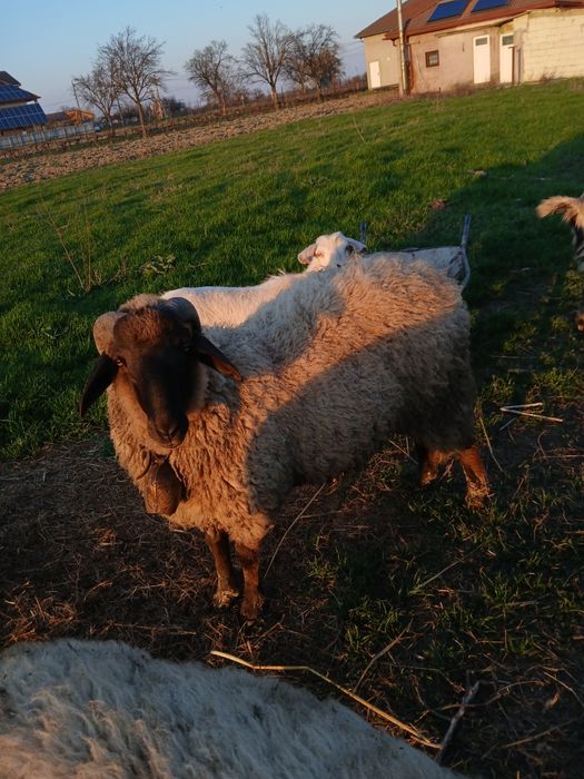 Vind oaie carabasa cu 2 mieluti,și berbec  mior