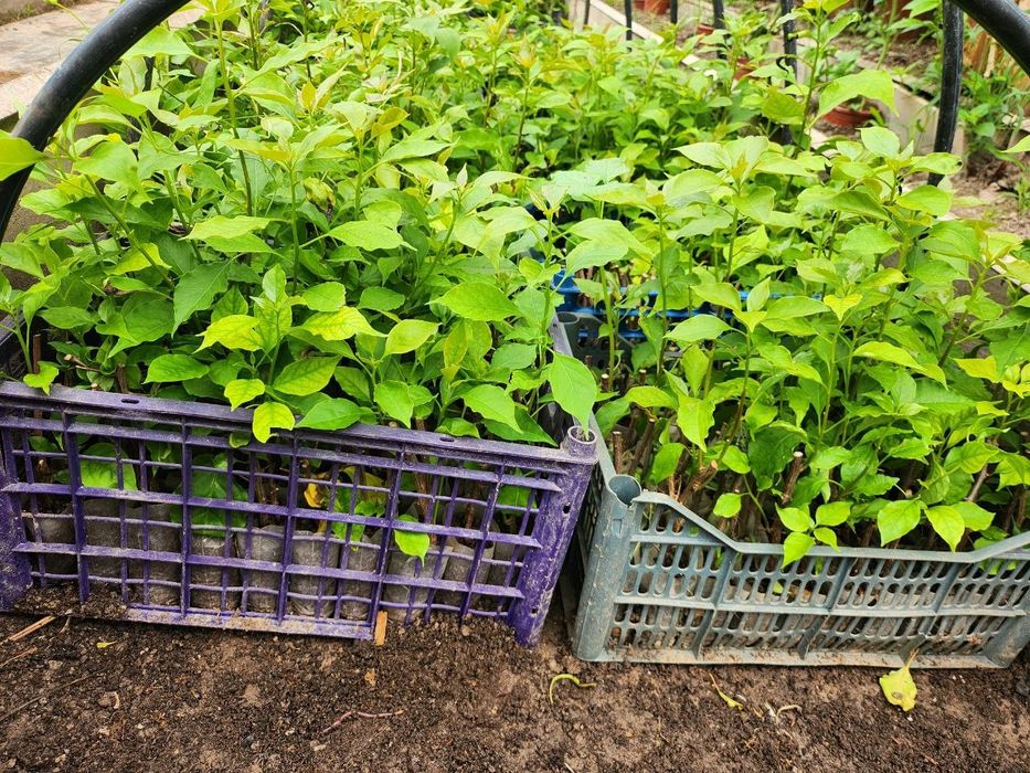 Bugenvilliya koʻchati