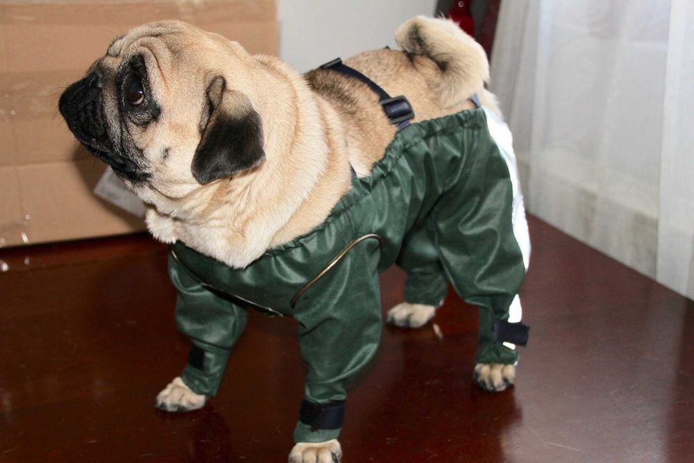 Salopeta catei de Talie Mica Noua