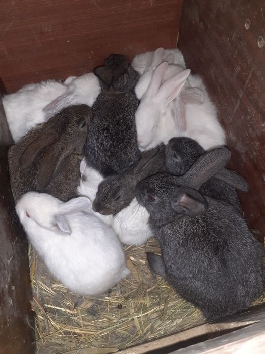 Кожектер сатылады