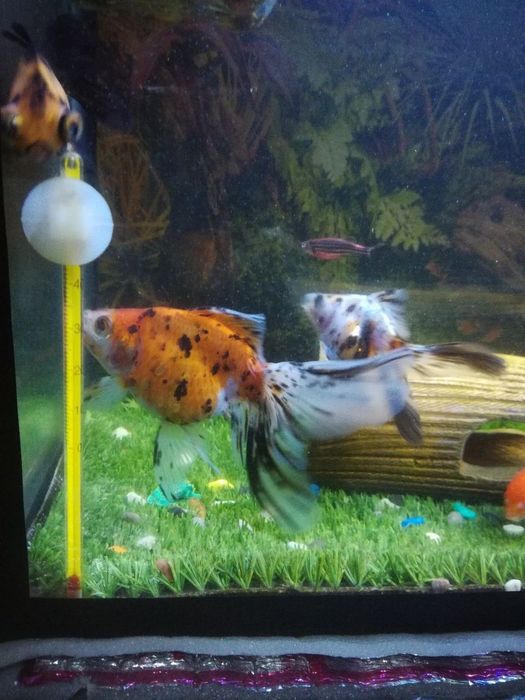 Baliq sotiladi 1 dina