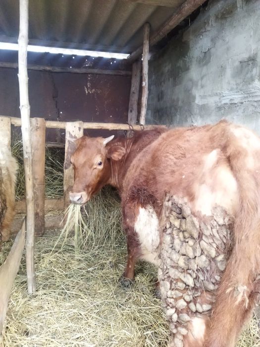 Продам крс, 400000 за голову