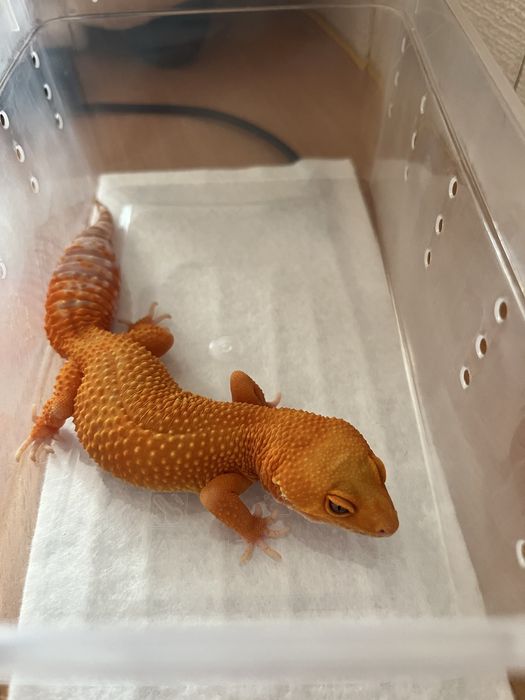 Эублефар мандарин