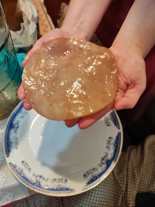 Kombucha starter si ciuperca cultura