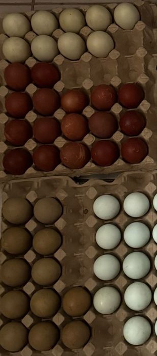 Цыплята микс пород