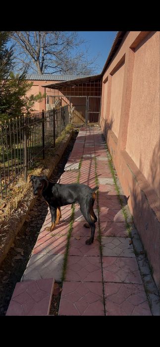 Доберман 4 месяца