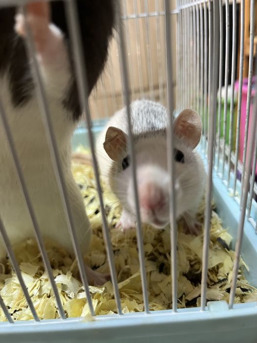 Крысы девочки (крыса,крыс,декоративные крысы)