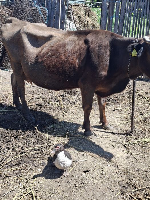 Vaca cu taurasi lângă ia