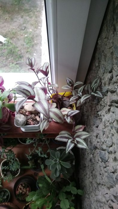 Традесканция, район Атакент