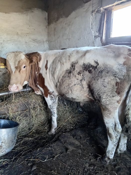 Продажа Бычков Крс