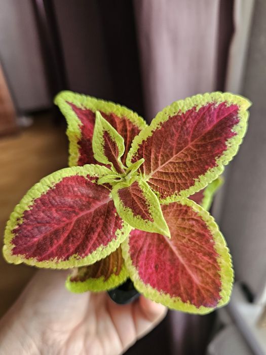 Цветы Колеусы 500 тг