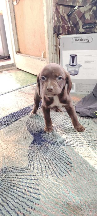 Продават се кученца Курцхар, родени на – 02.11.2025