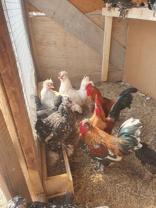 Декоративные куры Японские