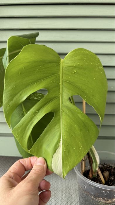 Монстера Альба, черенки