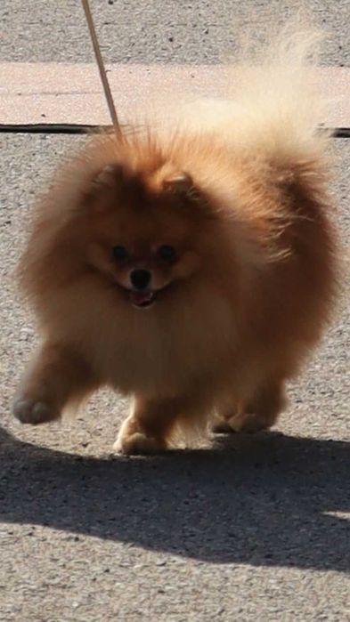 Вязка Шпиц  Померанский