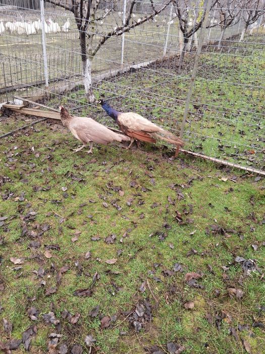 Vând pereche Păuni violeti din 2024 1000 lei bucata