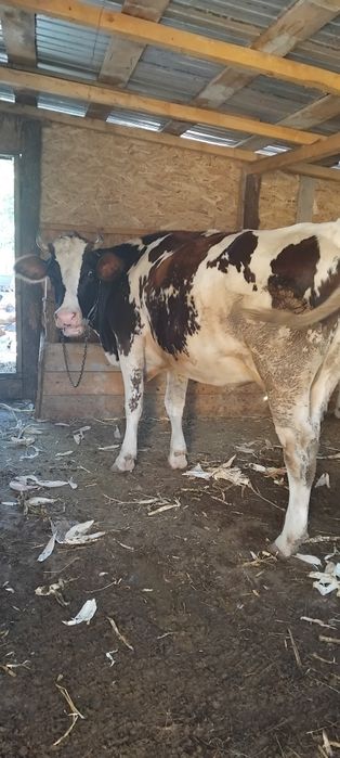 De vânzare 2 văcuțe tinere ,una este la primu vițel si cea dea 2 este la al doilea vițel, amândouă fiind gestante,