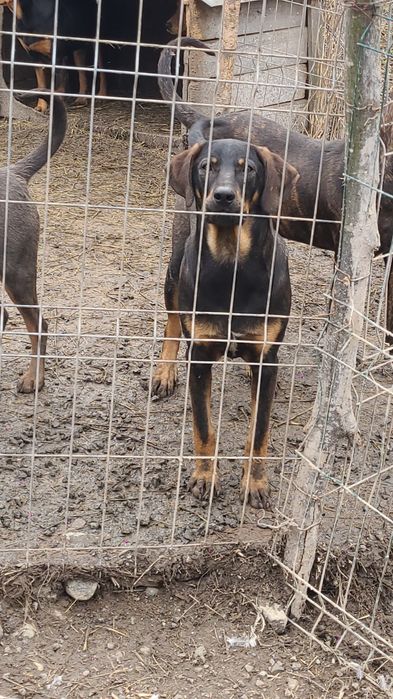 Donez Copoi Ardelenesc