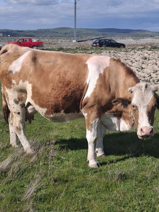 Vând vaca bălțată