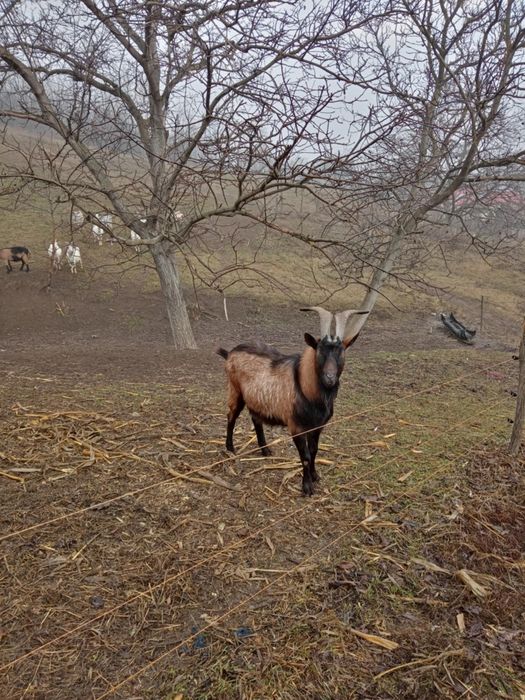 Vând țap de rasa alpin francez