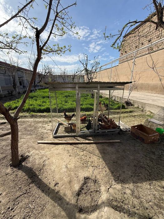 Tovuq va kabutarlar uchun uycha