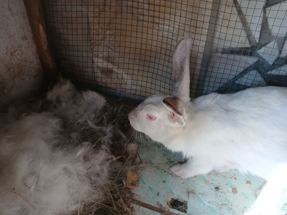 Quyonlar bor sogʻlom