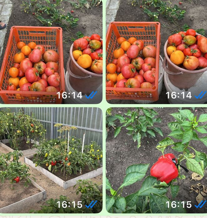 Продам помидоры   Перец сладкий.  Баклажаны