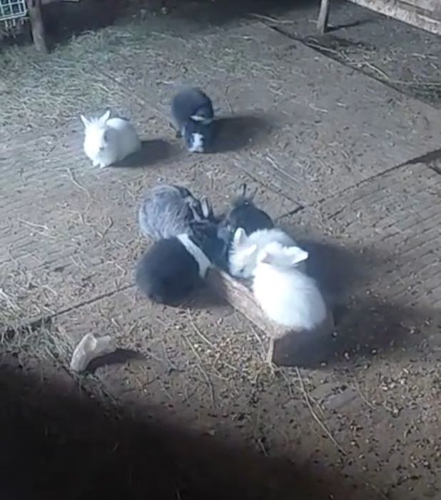 Iepuri pitici 2 luni
