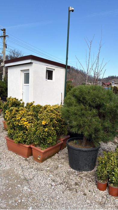 Palmieri trachycarpus,spirala,pon-pon,pin, leylandii ,plante ornamenta