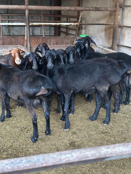 Qocqorla sotiladi aqiqa ehoson uchun