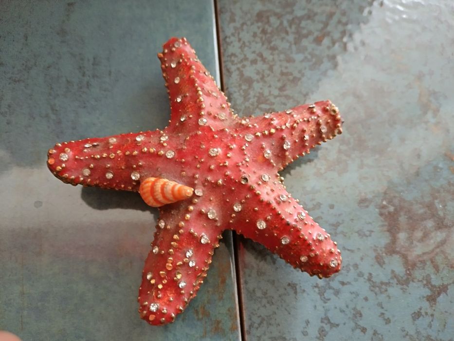 Сувенир Морска звезда от Австралия