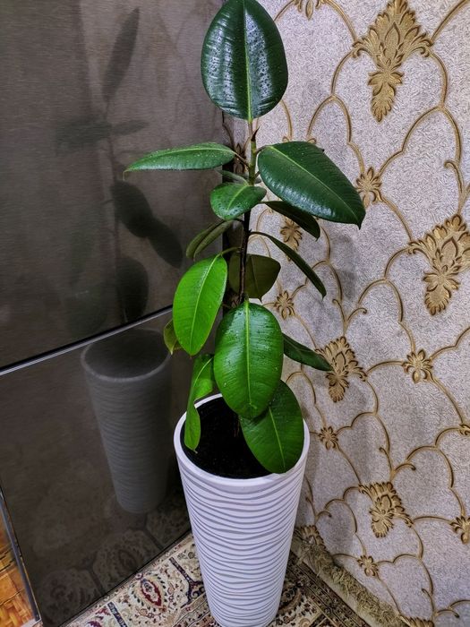 Комнатные растения, доставка