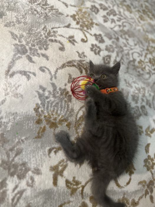 Mushukcha Scotish hamma narsasi bilan