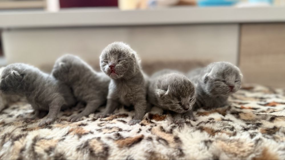 Открыто раннее бронирование на котят премиум класса