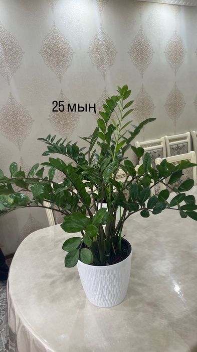 Уй гулдеры адемы гулдер