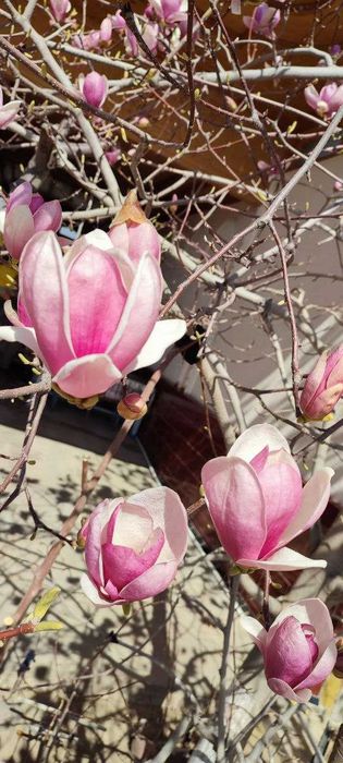 Магнолия Суланджа - декоротивное дерево