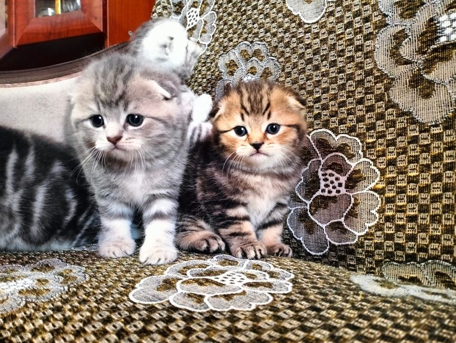 Шотландские малыши