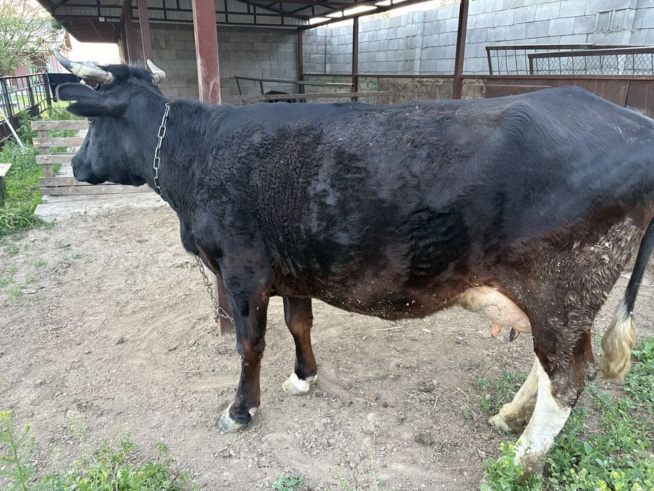 Сиыр сатылады, бұзауымен бірге