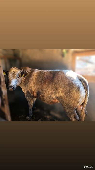 Taur /  Albastru Belgian ,