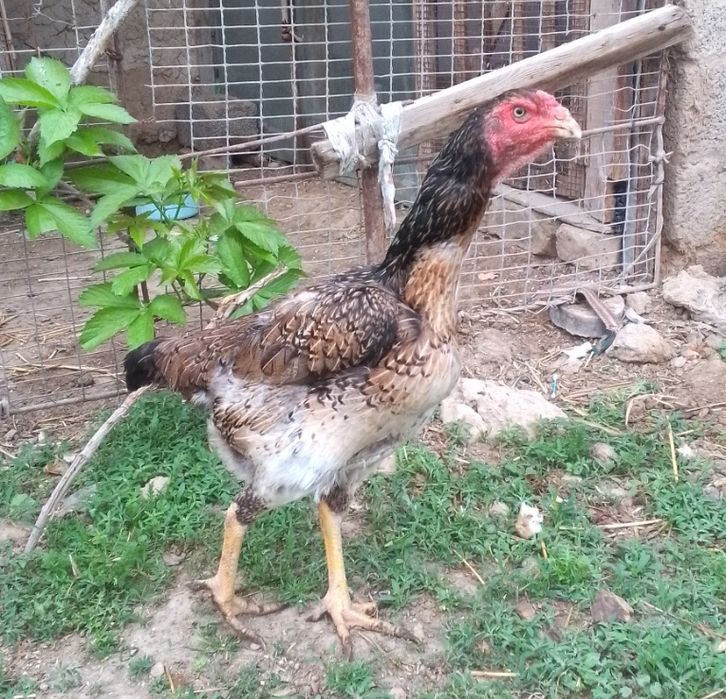 Xoroz va tovuq sotiladi.