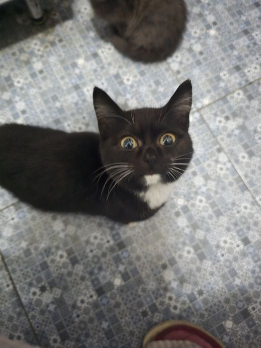 Отдам котят в добрые ручки