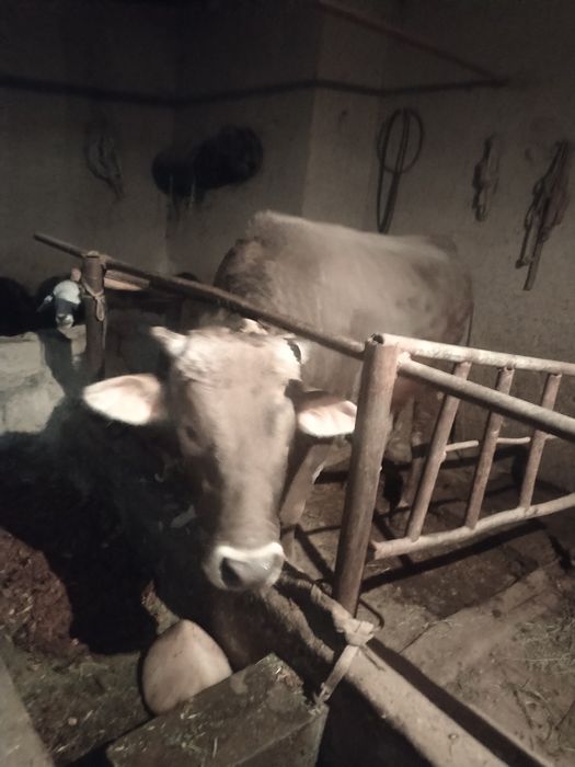 Qashqadadaryo shaxrisabz