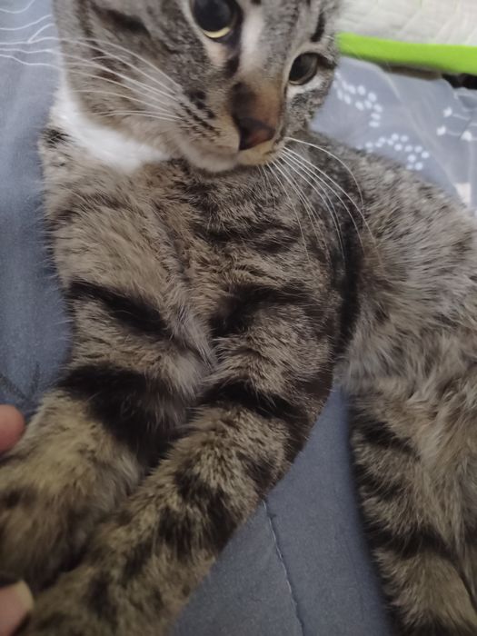 Кот в добрые руки