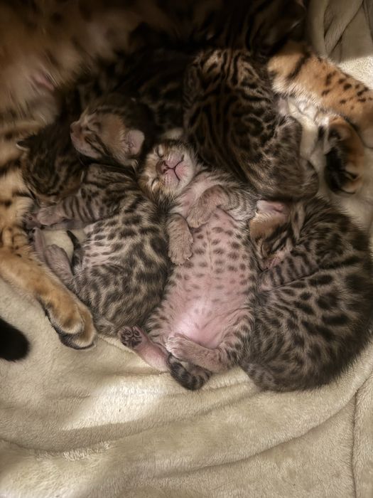 Продам котят бенгала