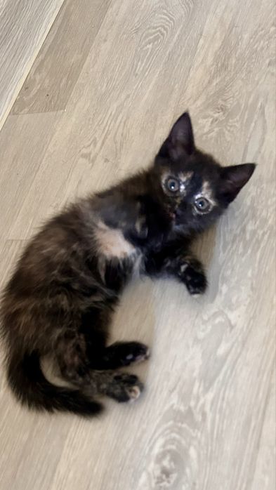 Котенок 2 месяца
