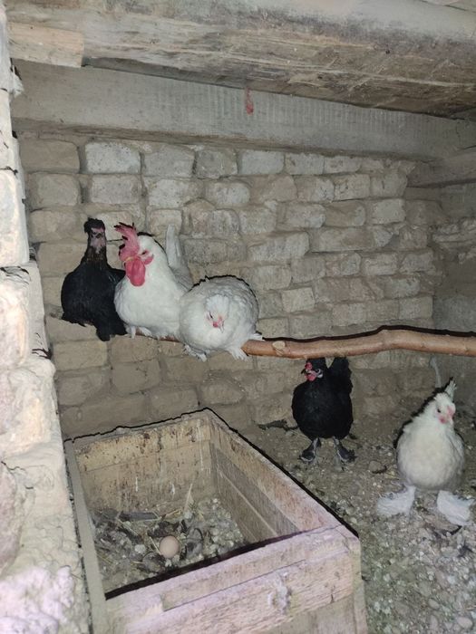 Япон товукла сотилади.